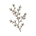 Cedar & Thyme